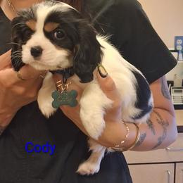Brown collar, Cody - Tri-color male Cavalier King Charles Spaniel puppy in Colorado Springs, Colorado from True Love Colorado Cavalier King Charles Spaniels