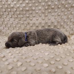 Puppy 4 - Blue and tan female Dachshund puppy in Krum, Texas from Dots N Spots Dachshunds