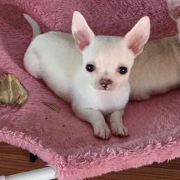 Cream Boy - Cream and white male Chihuahua puppy in Cape Coral, Florida from Inspired Chihuahuas