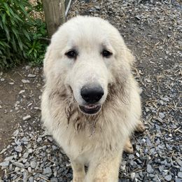 Gabriel - Great Pyrenees