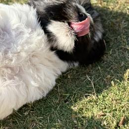 Havanese and Havapoo Puppies from Happytailspuppies