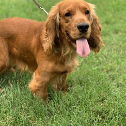 Heidi - English Cocker Spaniel