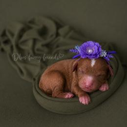 Ellie - Red  female Goldendoodle puppy in Roseburg, Oregon from Dbos Furry Friends