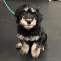 Hei Hey (Yellow)- Started Puppy Ready 9-3 - male Golden Mountain Doodle puppy in Boiling Springs, South Carolina from OlliePups, LLC