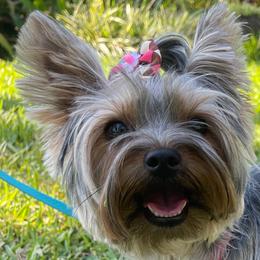 Nala - Yorkshire Terrier