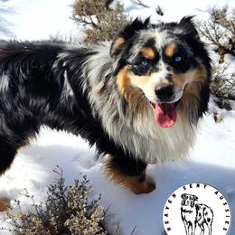 Reno - Miniature Australian Shepherd
