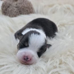 Edgar - Black and tan male Pembroke Welsh Corgi puppy in Charleroi, Pennsylvania from Twilight Hollow Corgis