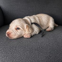 Onyx - Piebald male Dachshund puppy in Crandall, Texas from The Weenie Hut LLC