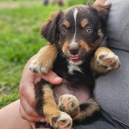 Poppy - Red tri-color female Australian Shepherd puppy in Silex, Missouri from Small Town Australian Shepherds