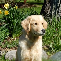Hattie - Golden Retriever