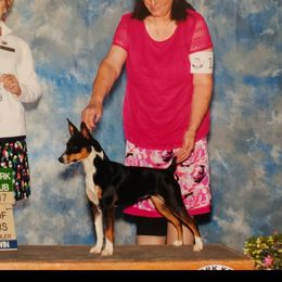 Paris - Rat Terrier