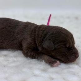 Cheer Bear - Pink Collar - Red & white female Australian Shepherd puppy in San Marcos, California from Faith Family Freedom Farm