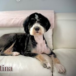 Pastina - Bernedoodle