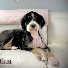 Pastina - Bernedoodle