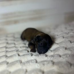 Isla - Sable female Cavapoo puppy in Quitman, Mississippi from P&D Palace