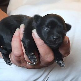 Cello - Black male Mi-Ki puppy in Toronto, Ohio from Shekinah’s Mi-Kis & Cricket Hill’s Westies