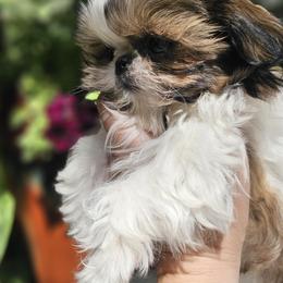 Might Max - Red and white male Shih Tzu puppy in Tucson, Arizona from Dollface Shih Tzu