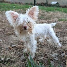 Tristan - Yorkshire Terrier