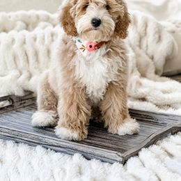 Goose - Goldendoodle