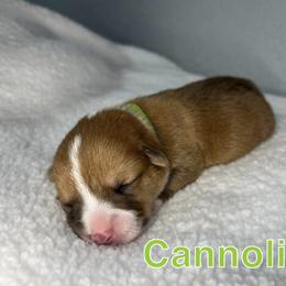 Pembroke Welsh Corgi Puppies from Corgi Lover Crew