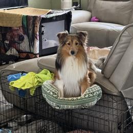 Queue - Shetland Sheepdog