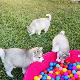 Siberian Husky Puppies from Nykah Siberians