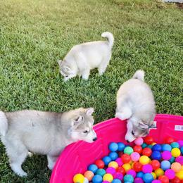 Siberian Husky Puppies from Nykah Siberians