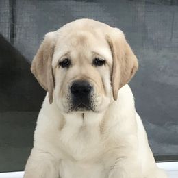 Labrador Retrievers from Walker Hill Labradors