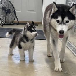 Siberian Huskies from Shamokin Siberians