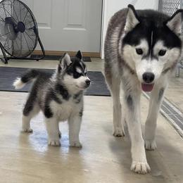 Siberian Huskies from Shamokin Siberians