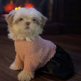 Aurora - Shih Tzu