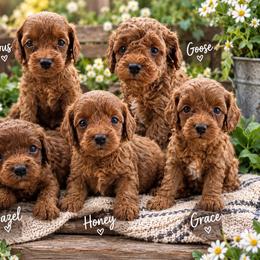 Honey - Red female Cavapoo puppy in Chattanooga, Tennessee from Scenic City Doodles