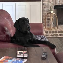 Lucy - Labrador Retriever