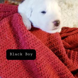 Mr Black - White male Great Pyrenees puppy in Yucaipa, California from Rusty Horse Ranch Great Pyrenees