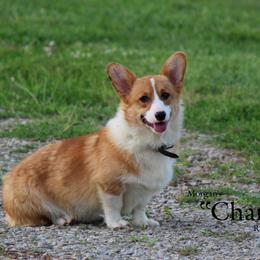 Charlie - Pembroke Welsh Corgi