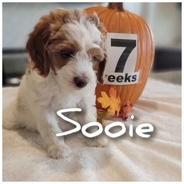Nellie (Mint,Cream) - Parti female Goldendoodle puppy in Fort Worth, Texas from Stacy Warwick