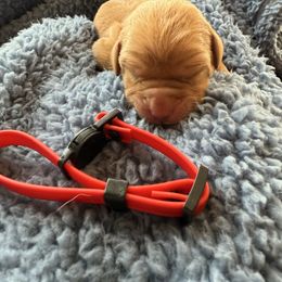 Red - Yellow male Labrador Retriever puppy in Weare, New Hampshire from Emily's Labrador Retrievers