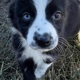 Raya - Black & white female Australian Shepherd puppy in Kimbolton, Ohio from Wagon Wheel Aussies