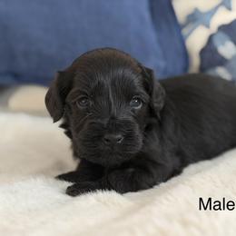 Teeny - Black male Australian Labradoodle puppy in Londonderry, New Hampshire from Granite State Labradoodles
