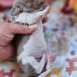 Boy 1 - Fawn (isabella) and tan Dachshund puppy in Ethel, Washington from Mickey's Miracle Doxies