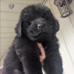 Black Newfoundland Male 1 SILVER - Black male Newfoundland puppy in Burfordville, Missouri from Umfleet Farms