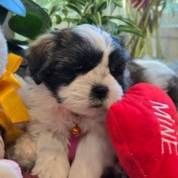 Orange Collar-Otis (name reflects collar color, we don't name your puppy) - Black and white male Shichon puppy in Upland, California from IDREAMOFPUPPIES