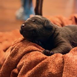 Scout - Chocolate male Labrador Retriever puppy in Sweet Home, Oregon from Knotty Creek Labradors