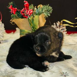Luna - Black female Pomeranian puppy in Green Cove Springs, Florida from Natasha's Ark of Joy