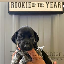 Clemons Orange collar - Black roan female German Shorthaired Pointer puppy in Six Mile, South Carolina from The Proper Pointer Co.