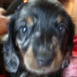 Dachshunds from Kristin Stragey
