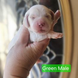 Green Male - Cream male Cockapoo puppy in Mocksville, North Carolina from Hunting Creek Farm & Kennel