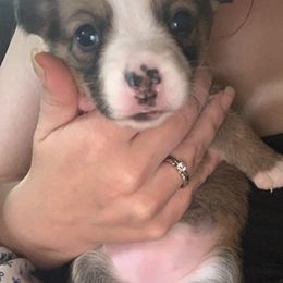 American Corgi and Pembroke Welsh Corgi Puppies from Chaotic Corgi’s