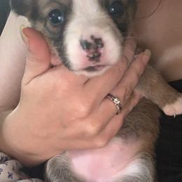 American Corgi and Pembroke Welsh Corgi Puppies from Chaotic Corgi’s