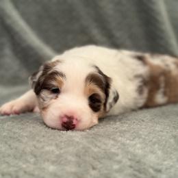 Miniature Australian Shepherd Puppies from Duncan’s Miniature Australian Shepherds